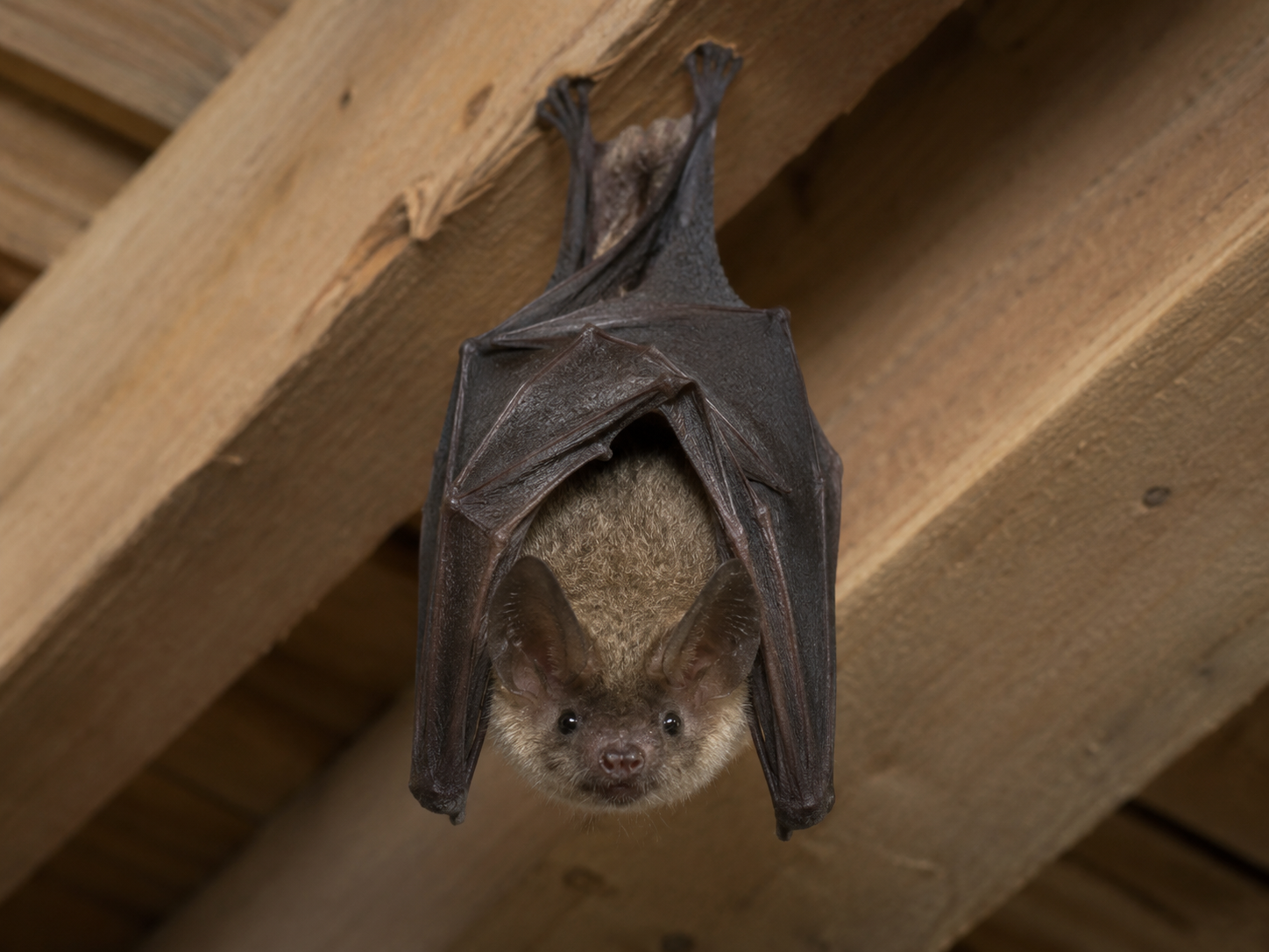 Chauve-souris identifiable dans un contexte de bâtiment