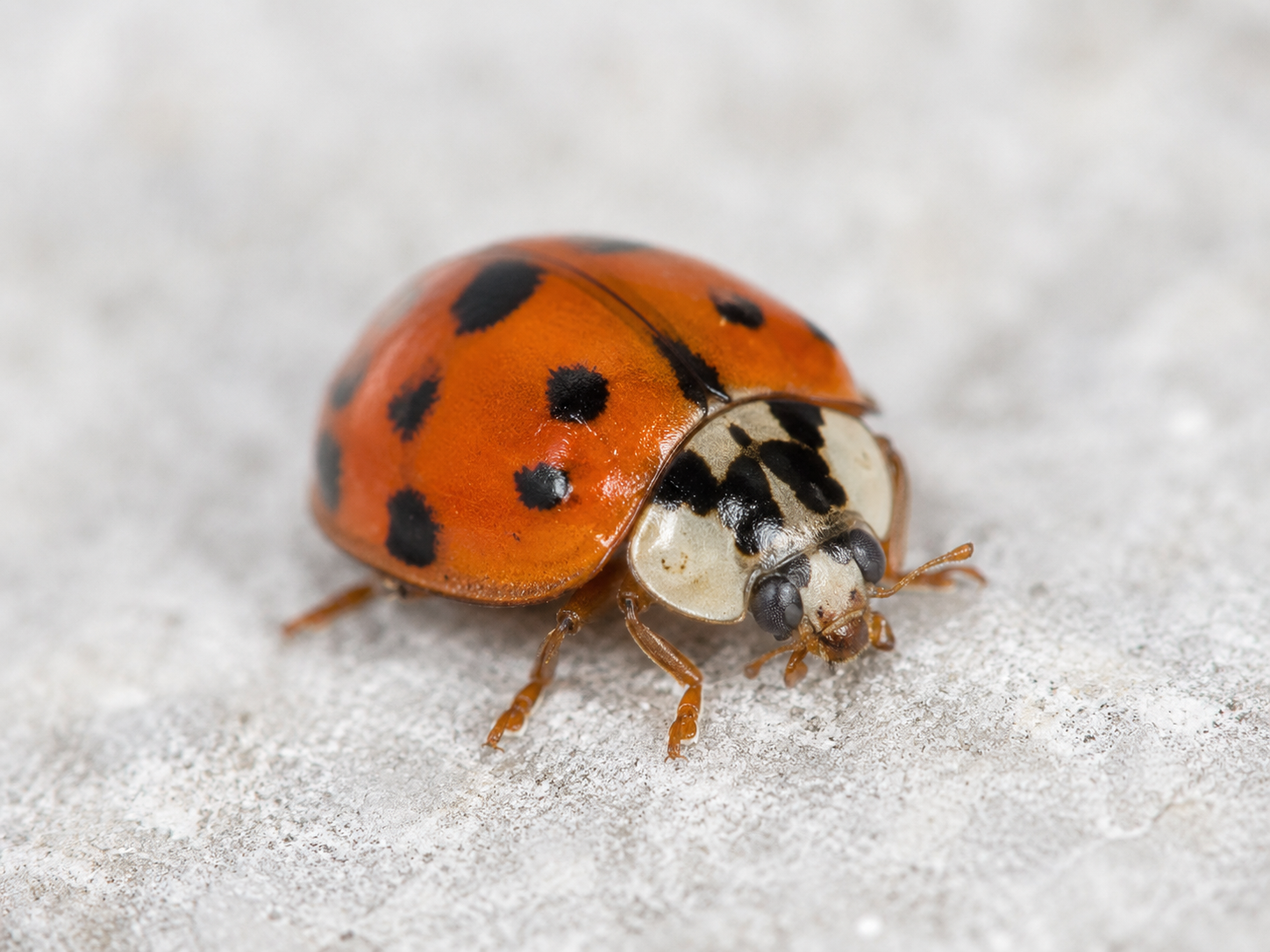 Coccinelle asiatique identifiable sur une surface claire