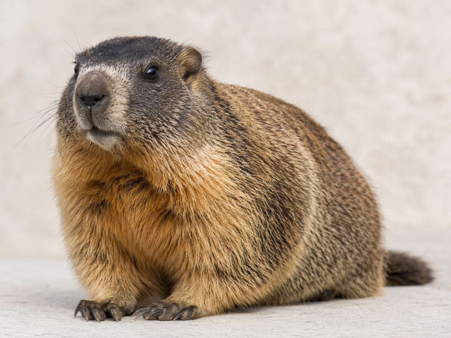 Marmotte identifiable autour d'un terrain ou d'un bâtiment