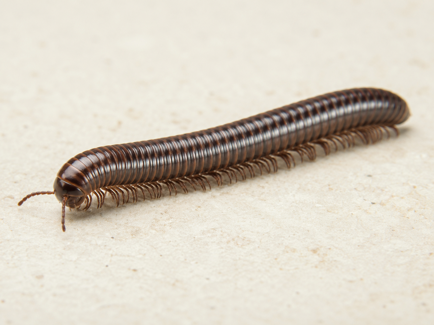 Mille-pattes identifiable sur une surface claire